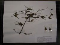 Herbarium sample